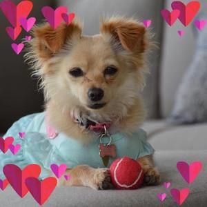 Meet your Posher, Ann m.